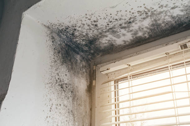 Affordable Attic Mold Remediation solutions in Magnolia, TX