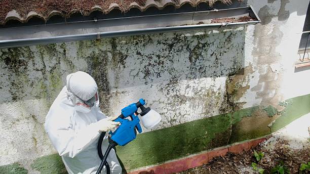 Top rated local Attic Mold Remediation specialists in Magnolia, TX